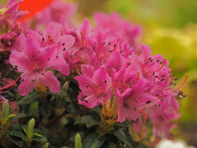 Rhododendron prostratum
